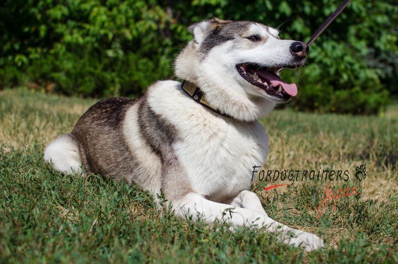 大型犬用本革製首輪 かっこいいデザイン C85 1058 Leather Collar 犬用品 犬グッズ 犬訓練用具 犬用品通販 犬用品 犬グッズ 犬訓練用具 犬用品通販