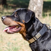 スパイク&プレート付き革製犬用首輪 スパイク&プレート付き革製犬用首輪