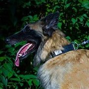 ゴールデン色のスパイク・真鍮プレート付 革製首輪 ゴールデン色のスパイク・真鍮プレート付 革製首輪