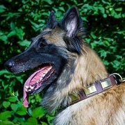 黄銅プレートの装飾付 革首輪 黄銅プレートの装飾付 革首輪
