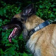 ニッケルのプレート付 革製首輪(中・大型犬用) ニッケルのプレート付 革製首輪(中・大型犬用)