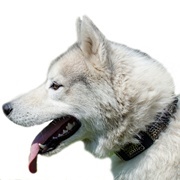 ドット・プレート付き革製首輪【中~大型犬用】 ドット・プレート付き革製首輪【中~大型犬用】