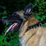 中・大型犬用ニッケルのプレート付き革製デコカラー 中・大型犬用ニッケルのプレート付き革製デコカラー