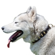 真鍮プレート付き中・大型犬用首輪【本革製】 真鍮プレート付き中・大型犬用首輪【本革製】