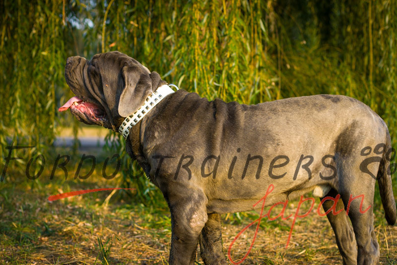 大型犬 首輪 白革レザー 8 764
