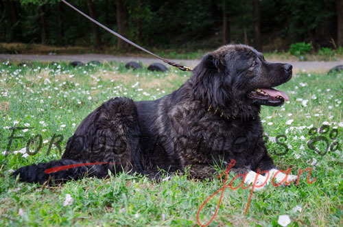 犬　首輪　幅広