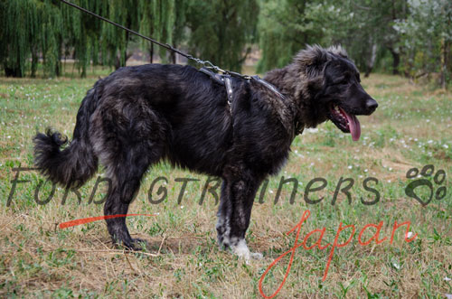 大型犬　ハーネス　革