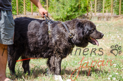 大型犬　ハーネス　革