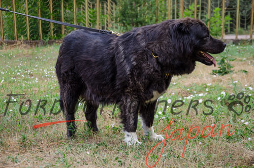 大型犬　ハーネス　革