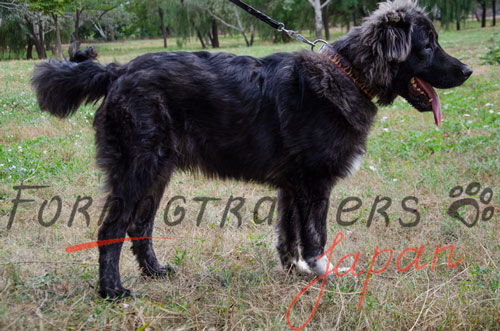 大型犬　首輪　二重