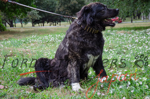 大型犬　首輪　幅広