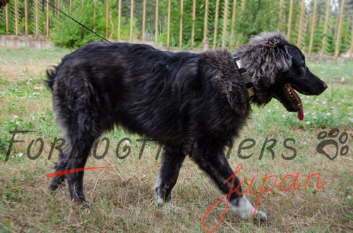 大型犬　首輪　海外