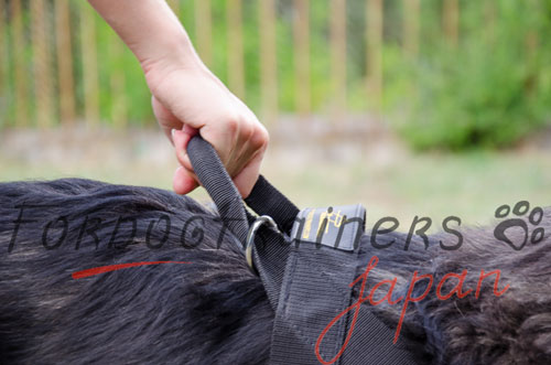 大型犬　ノープルハーネス