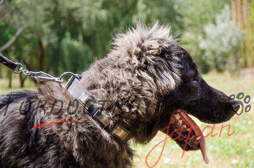 大型犬　首輪　高級