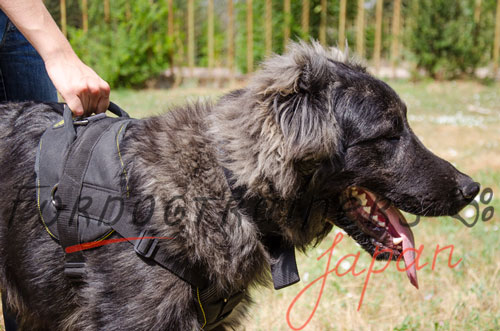 大型犬　ハーネス　散歩