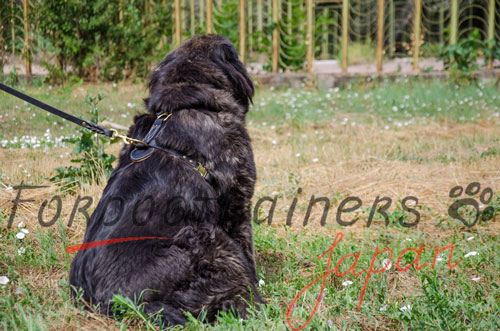 大型犬　ハーネス　革