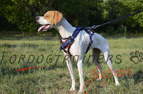 大型犬　ハーネス　かっこいい