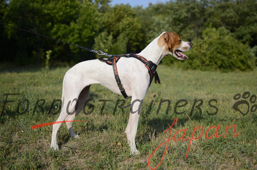 犬用ハーネス　大型犬