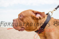 犬の散歩や訓練用大型犬用首輪 2枚革製 巾は40mm 犬の散歩や訓練用大型犬用首輪 2枚革製 巾は40mm