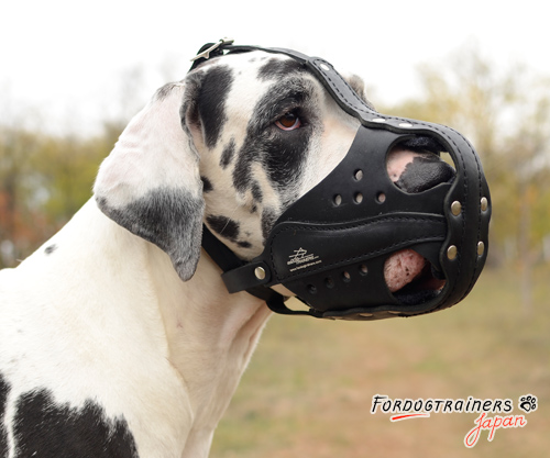 Great dane discount muzzle