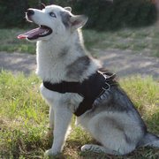 多目的で、快適なナイロン製犬用ハーネス