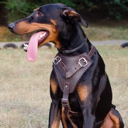 ドーベルマン用訓練向けの革のハーネス　警察犬　軍隊犬