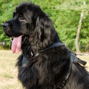 中・大型犬用多目的なレザーハーネス 中・大型犬用多目的なレザーハーネス