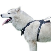 犬の訓練用革のハーネス【中・大型犬】 犬の訓練用革のハーネス【中・大型犬】