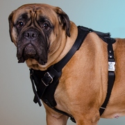 犬訓練、しつけ用高級な革製犬用ハーネス 犬訓練、しつけ用高級な革製犬用ハーネス