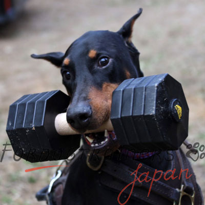 大型犬　ダンベル