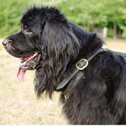 中・大型犬用スタッズ付きレザーハーネス 中・大型犬用スタッズ付きレザーハーネス
