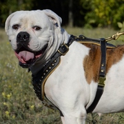 大・超大型犬用スタッズ付き革のハーネス 大・超大型犬用スタッズ付き革のハーネス