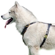 スタッズ付き犬用ハーネス【本革製】 スタッズ付き犬用ハーネス【本革製】