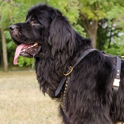 スタッズ付き本革犬用ハーネス スタッズ付き本革犬用ハーネス