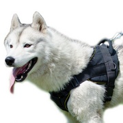 シベリアン・ハスキー 犬用品