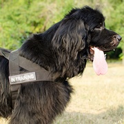 中・大型犬用多目的なナイロン製のハーネス 中・大型犬用多目的なナイロン製のハーネス