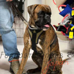 ボクサー大型犬のハーネス　柔らかい裏地付き！