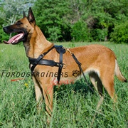 Pulling Tracking Leather Dog Harness for Belgian Malinois