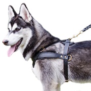 中・大型犬の散歩・追跡用ハーネス【本革製】 中・大型犬の散歩・追跡用ハーネス【本革製】