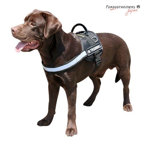 nylon dog harness with reflective strap on Labrador Retriever