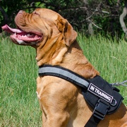 犬の訓練用ナイロンのハーネス 犬の訓練用ナイロンのハーネス