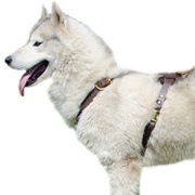 犬のウオーキング用レザーハーネス 犬のウオーキング用レザーハーネス