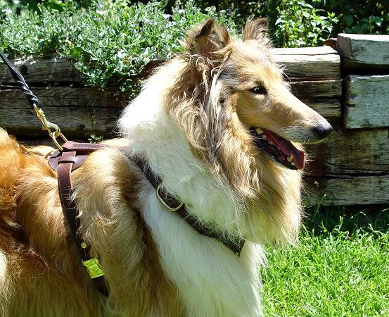 散歩・追跡向けの犬のハーネス