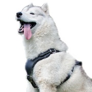 犬の散歩用レザーハーネス(胴輪) 犬の散歩用レザーハーネス(胴輪)