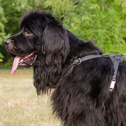 中・大型犬用レザーハーネス(胴輪) 中・大型犬用レザーハーネス(胴輪)