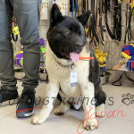 秋田犬　しつけにぴったり合うハームスプレンジャー　チョークチェーン カラー