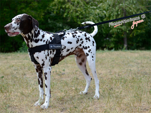 大型犬用ナイロンリード