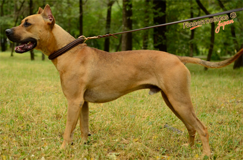 大型犬用レザーリード