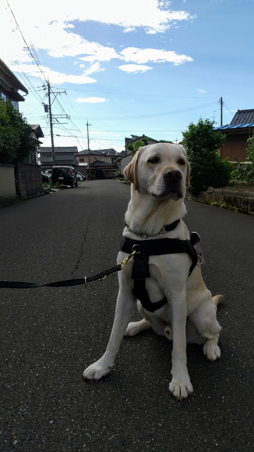 ラブラドールのハーネスとリード