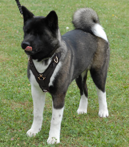 秋田犬用の犬のハーネス